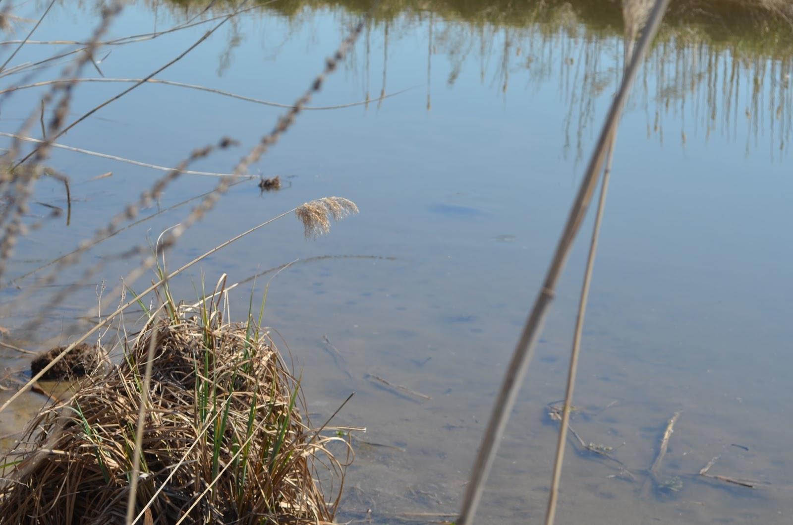 Teslui 2014 - part 1 - image11111111111111111111111111111.jpg